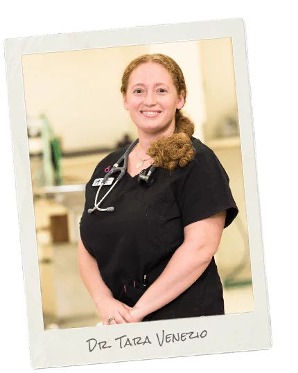Veterinarians in Ukiah: Dr. Tara Venezio