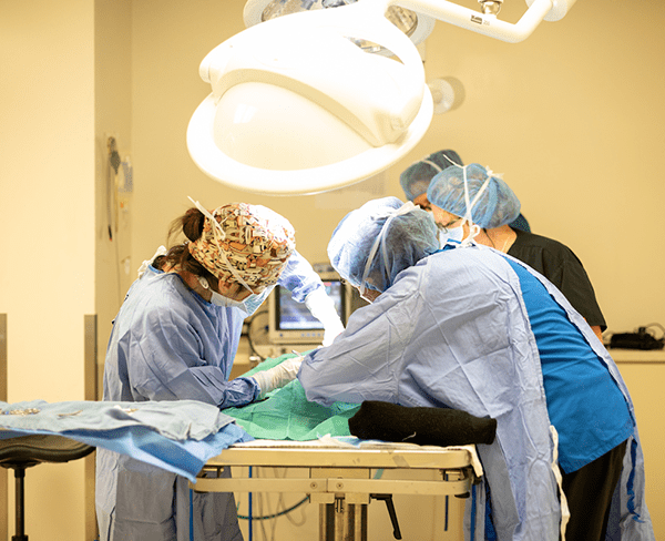 Surgeons performing Cat Surgery in Ukiah, CA