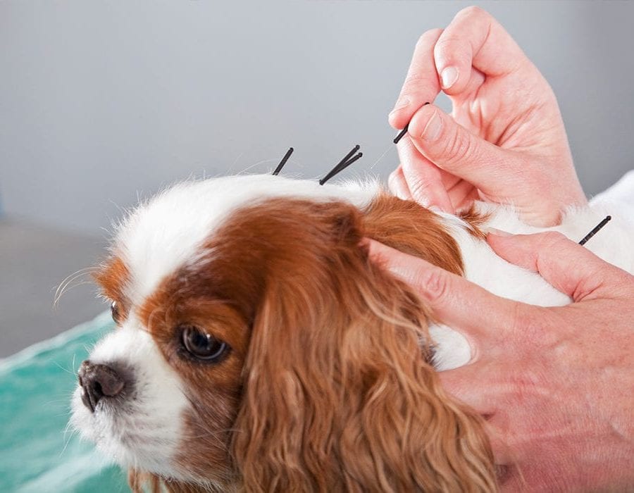Acupuncture for Dogs and Cats in Ukiah, CA