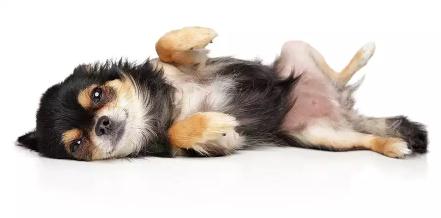 Pet laying down after dog neuter