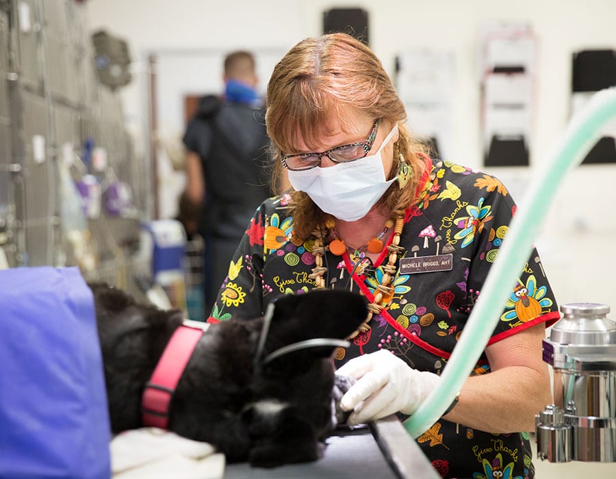 Spay and Neuter for Dogs and Cats in Ukiah, CA