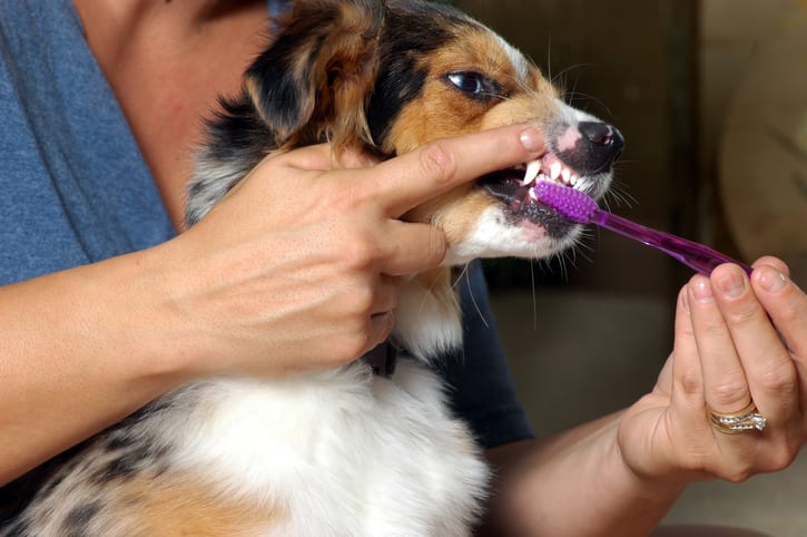 Best way to clean best sale dogs teeth without brushing