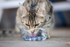 cat drinking water to help stop diarrhea