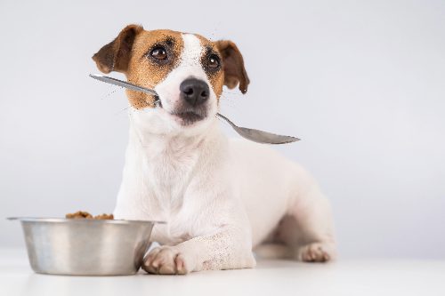 dog-holding-spoon-in-mouth-and-food-bowl-between-paws