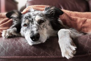 dog-laying-under-blanket