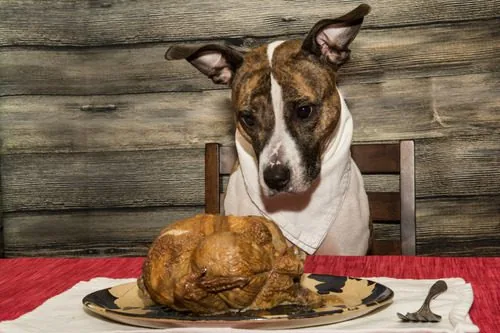 dog-sitting-at-table-looking-at-turkey-dinner