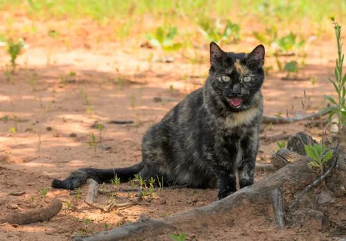 tortoiseshell-cat-sitting-in-the-shade-panting