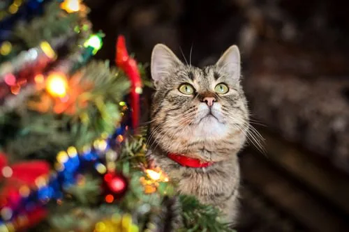 cat-sitting-next-to-christmas-tree