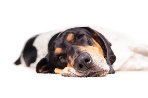 large-sleeping-dog-on-white-background