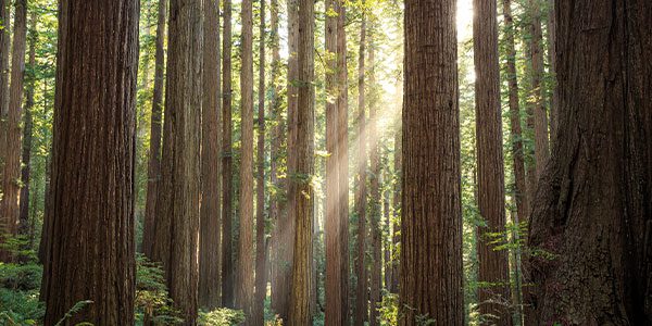 sunbeams in redwoods forest