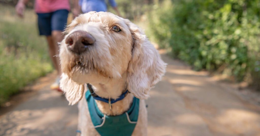 close up of a dog hiking with its two owners on a trail