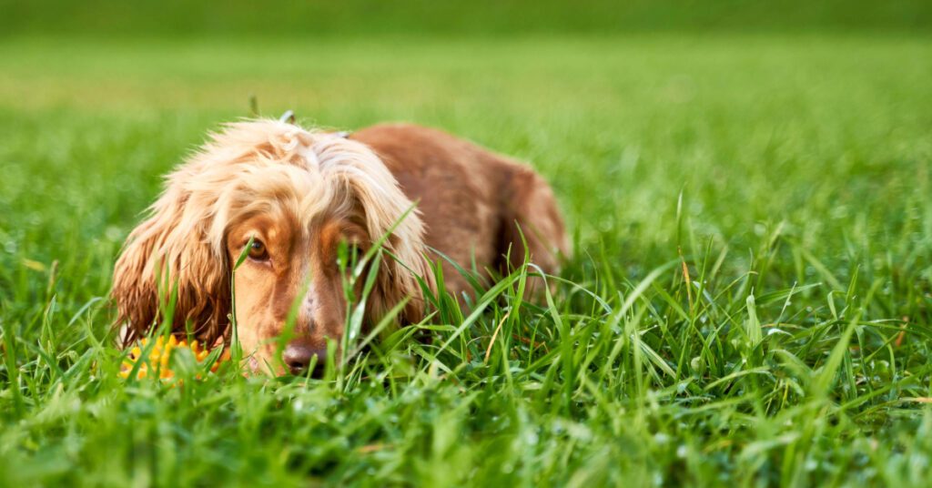 red haired spaniel dog sniffing in the grass