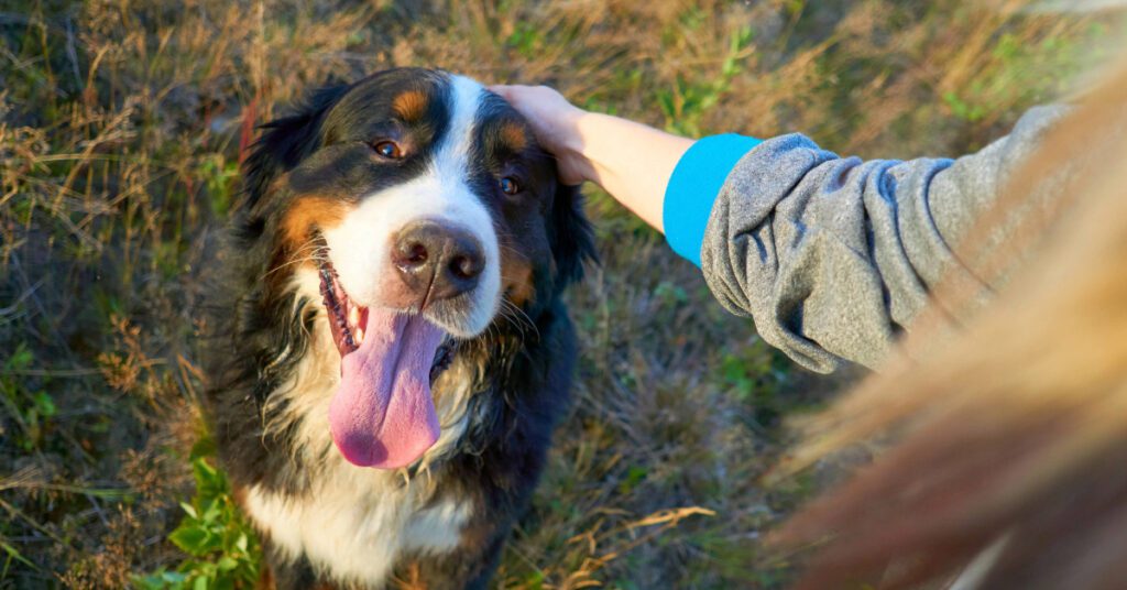female owner petting Bernese Mountain dog while hiking
