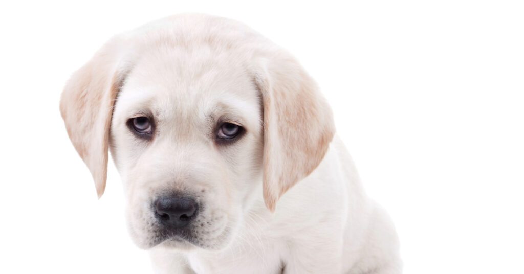 lethargic labrador retriever puppy on a white background
