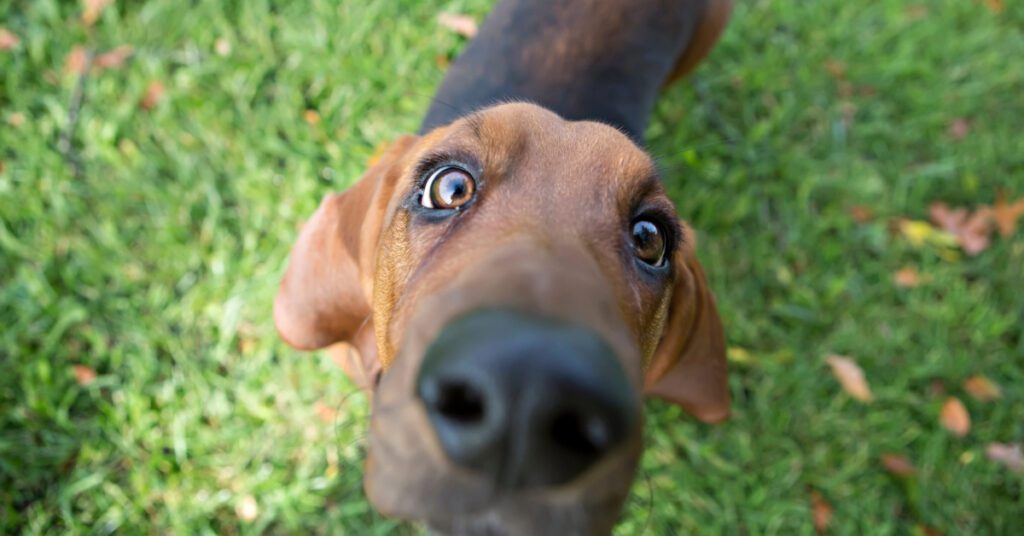 basset hound dog sniffing camera while outside
