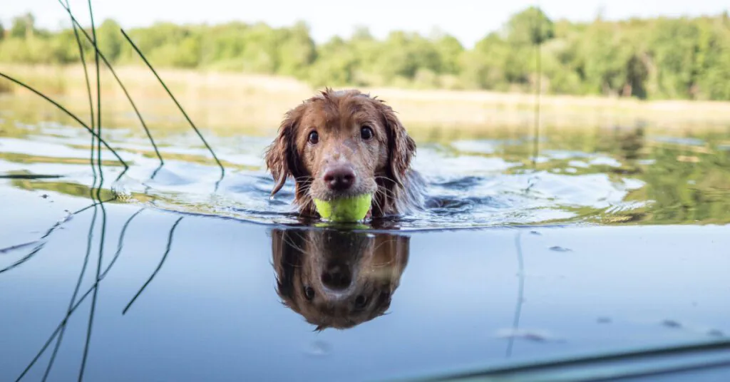 dog holding a tennis ball in its mouth while swimming in the lake