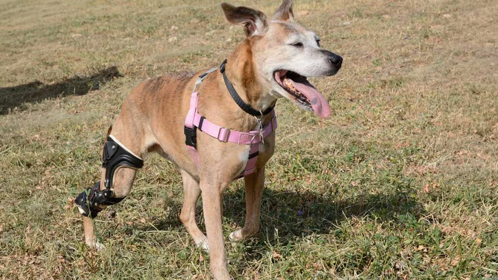 dog wearing a knee brace