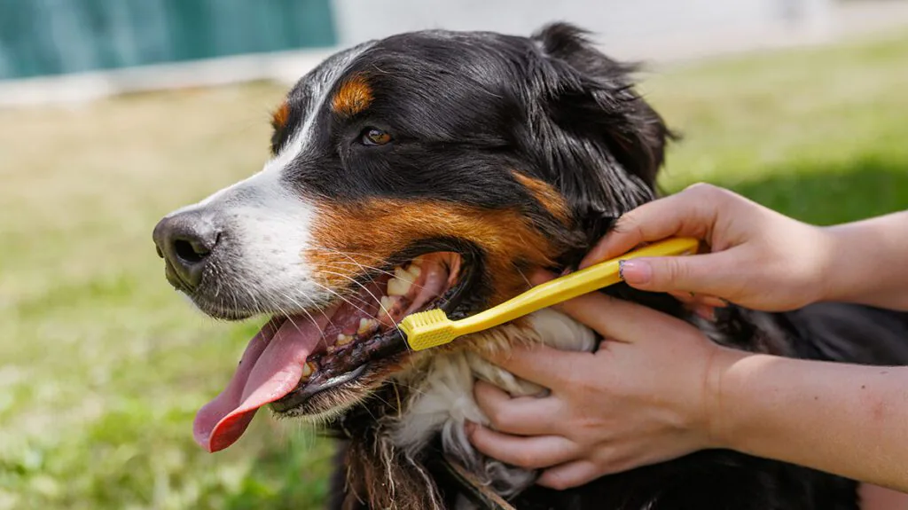 pet owner using a yellow toothbrush to brush their Australian Shepherd's teeth