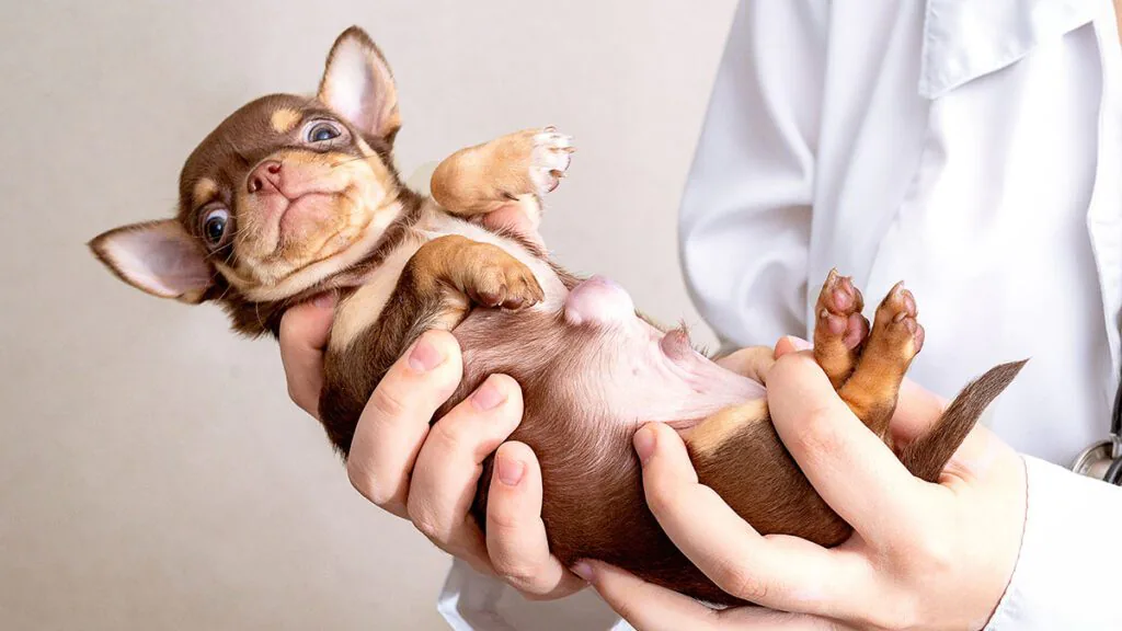 small puppy with an umbilical hernia