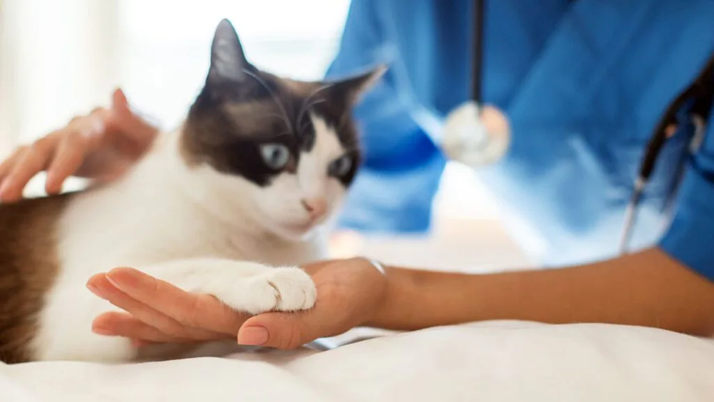 veterinarian checking cat's paw at examination