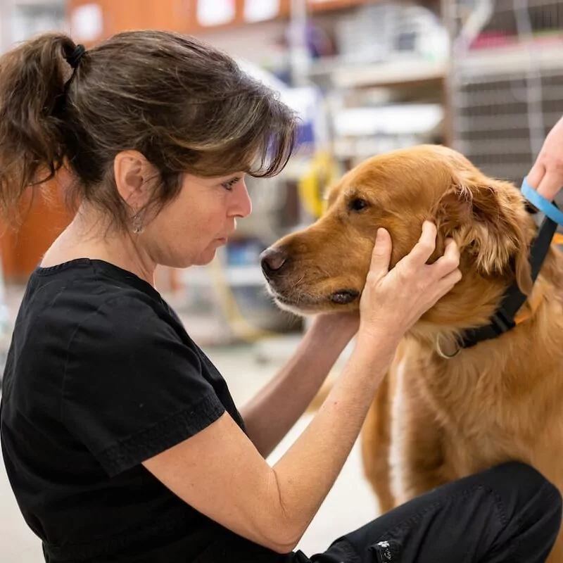 Animal Hospital Ukiah, CA, Veterinarian in Ukiah, CA